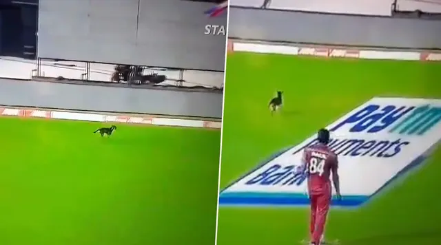 ଭାରତ-ୱେଷ୍ଟଇଣ୍ଡିଜ ପ୍ରଥମ ଦିନିକିଆ: ଭାରତ ବ୍ୟାଟିଂ କରୁଥିବା ବେଳେ ପଡ଼ିଆ ଭିତରକୁ ପଶି ଆସିଲା କୁକୁର