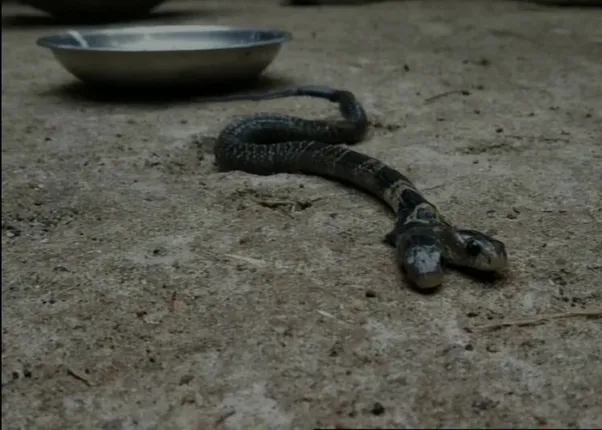 ସାମ୍ନାକୁ ଆସିଲା ଦୁଇମୁଣ୍ଡିଆ ସାପ, ଚମତ୍କାର ଭାବି ଲୋକ ପିଆଇଲେ କ୍ଷୀର