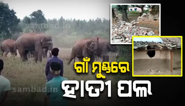 କରଞ୍ଜିଆରେ ହାତୀ ଆତଙ୍କ : ଗାଁ ମୁଣ୍ଡରେ ଡ଼େରା ପକାଇଛନ୍ତି ୨୨ ହାତୀ, ଫସଲ ନଷ୍ଟ କରିବା ସହ ଭାଙ୍ଗୁଛନ୍ତି ଘର