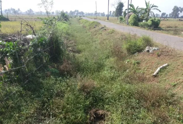 କଣାସ : ଶୁଖିଲା ପଡ଼ିଛି କେନାଲ, ଚାଷ ପାଇଁ ପାଣି ନାହିଁ, ବଢ଼ୁଛି ଚାଷୀ ଅସନ୍ତୋଷ