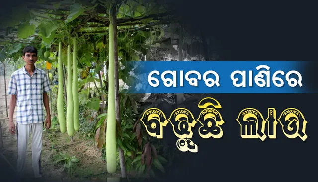 ଜମିରେ ଫଳୁଛି ୭ ଫୁଟର ଲାଉ, କ୍ୟାମେରା ଜଗୁଛି ଫସଲ