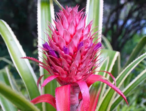 ଗୋଲାପୀ ସପୁରି!