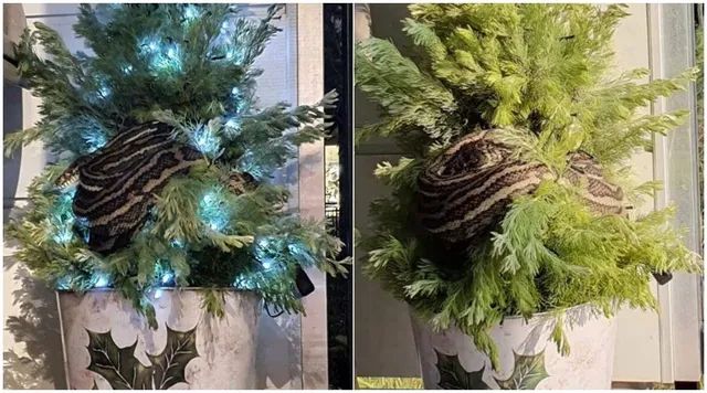 ଘରେ ଥିବା ଖ୍ରୀଷ୍ଟମାସ୍‌ ଟ୍ରିରେ ୧୦ଫୁଟର ଲମ୍ବର ଅଜଗର ଗୁଡ଼ାଇ ହୋଇ ରହିଥିବା ଦେଖି ଦମ୍ପତ୍ତି ଭୟଭୀତ