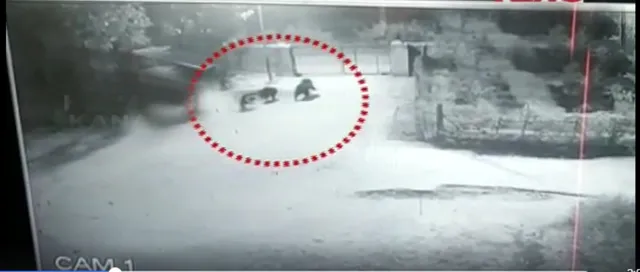 ସ୍କୁଲ ପରିସରକୁ ପଶି ଆସିଲେ ତିନିଟି ଜଙ୍ଗଲୀ ଭାଲୁ; ଛାତ୍ରଛାତ୍ରୀ ଭୟଭୀତ: ଦେଖନ୍ତୁ ଭିଡିଓ