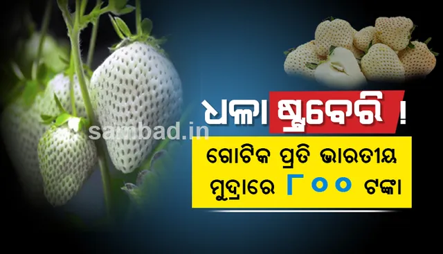 ଧଳା ଷ୍ଟ୍ରବେରି! ଯାହାର ମୂଲ୍ୟ ଗୋଟିକ ପ୍ରତି ଭାରତୀୟ ମୁଦ୍ରାରେ ପ୍ରାୟ ଆଠ ଶହ ଟଙ୍କା