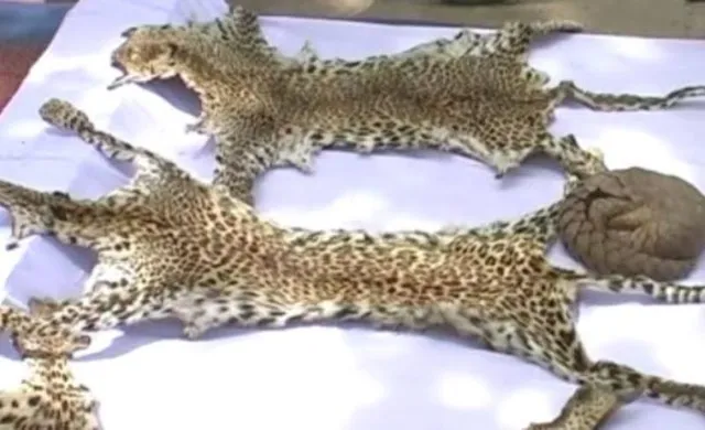 ଜଙ୍ଗଲ ବିଭାଗ ମାନିଲା : ବଢ଼ିଛି ବନ୍ୟଜନ୍ତୁ ଶିକାର