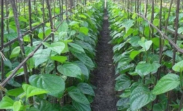 ‘ଫନି’ କ୍ଷତିପୂରଣରୁ ବଞ୍ଚିତ ପାନ ଚାଷୀ : କଟକ ଜିଲ୍ଲାରେ ୧୦ ହଜାରରୁ ଅଧିକ କ୍ଷତିଗ୍ରସ୍ତ, ତାଲିକାରେ ମାତ୍ର ୧୫ଶହ ନାମ