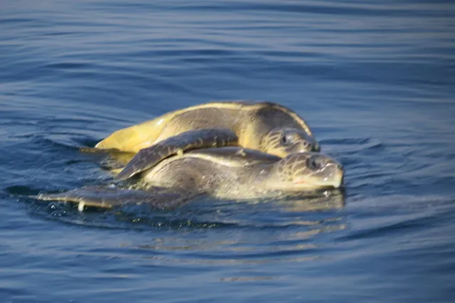 ଗଂଜାମ ଉପକୂଳରେ ଅଲଭ୍‌ରିଡ଼ଲେଙ୍କ ମିଳନ।