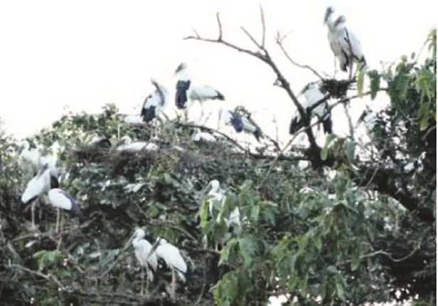 ଭିତରକନିକାରେ ବଢ଼ିଲେ ଦେଶୀୟ ପକ୍ଷୀ