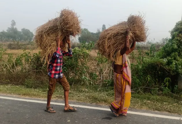 ଧାନ ଅମଳର ବେଳ... (ଫଟୋ: ମନୋଜ ବିଶ୍ୱାଳ, ବାଲେଶ୍ୱର)