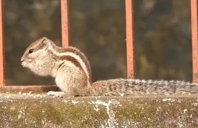 ଖାଦ୍ୟ ଖାଇବାରେ ବ୍ୟସ୍ତ ଗୁଣ୍ଡୁଚି। (ଫଟୋ: ମନୋଜ, ବାଲେଶ୍ୱର)