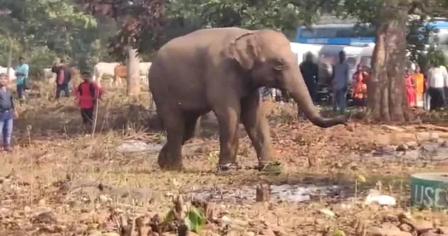 ଭାଇରାଲ ଭିଡିଓ: ମାତିଲା ହାତୀ ‘ବବ୍‌ଲୁ’, ପିକନିକ୍‌ ଯାଇଥିବା ପର୍ଯ୍ୟଟକଙ୍କୁ କଲା ଆକ୍ରମଣ