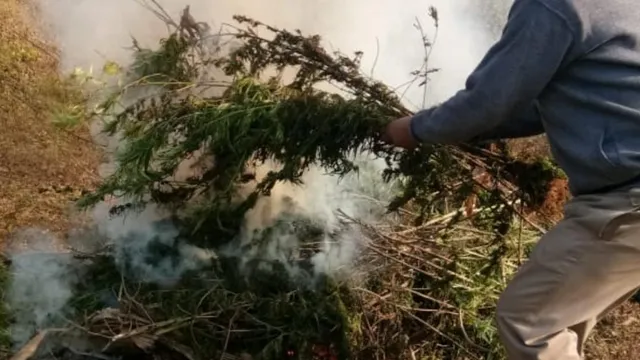 ୩ ଲକ୍ଷ ୧୦ ହଜାର ଟଙ୍କା ମୂଲ୍ୟର ୩୧୦ ଗଞ୍ଜାଇଗଛ ନଷ୍ଟ କଲା ଅବକାରୀ ବିଭାଗ