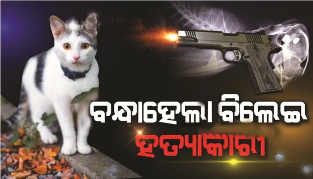 ବିଲେଇକୁ ଗୁଳି କରି ହତ୍ୟା : ବନ୍ଧା ହେଲେ ପଡ଼ୋଶୀ ଯୁବକ