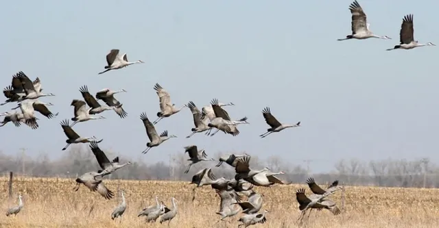 ଚିଲିକା ଉପକୂଳରେ ବେଧଡ଼କ ଭାବେ ଚାଲିଛି ପକ୍ଷୀ ଶିକାର : ଶିକାରୀମାନେ ଫାଶରେ ମରାଯାଇଥିବା ପକ୍ଷୀ ଗୋଟା ପିଛା ୭୦ ଟଙ୍କା ଏବଂ ବିଷରେ ମରାଯାଇଥିବା ପକ୍ଷୀ ୩୦ ଟଙ୍କାରେ ବଜାରରେ ଆଣି ବିକ୍ରି କରୁଛନ୍ତି