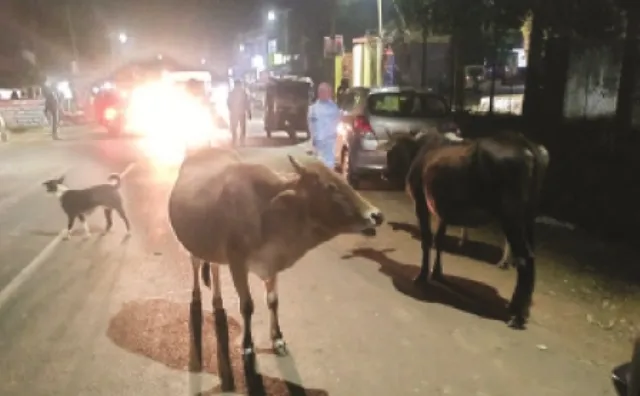 କିରାସିନି ଢ଼ାଳି ଗାଈ ପିଠିରେ ନିଆଁ ଲଗାଇ ଦେଲା ପୋଷ୍ଟମାଷ୍ଟର ପୁଅ