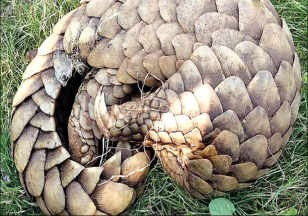 ଲୋପ କରିଦେବେ ବଜ୍ରକାପ୍ତା ବଂଶ! ମାତିଛନ୍ତି ୫୦ରୁ ଅଧିକ ମାଫିଆ