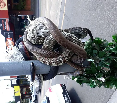 ଦୋକାନ ସାମ୍ନା ଖୁଣ୍ଟରେ ଗୁଡ଼ାଇ ହୋଇ ଥିଲେ ୩ ବିଷଧର ସାପ; ଛାନିଆରେ ଦୂରକୁ ପଳାଇଲେ ଲୋକ