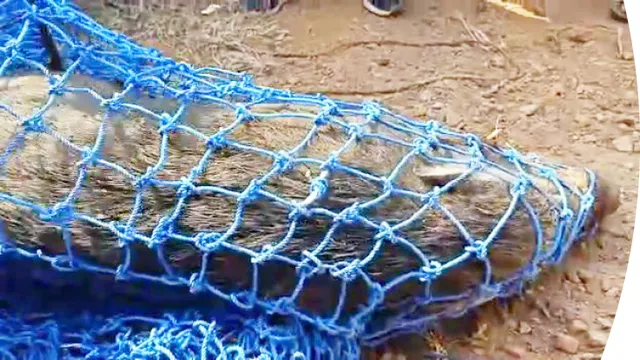 ଖୋର୍ଧା ବନଖଣ୍ଡ ଅଧୀନ ଗଙ୍ଗପଡ଼ା ଅଞ୍ଚଳରେ ବୋମା କାମୁଡ଼ି ବାର୍‌ହା ମଲା