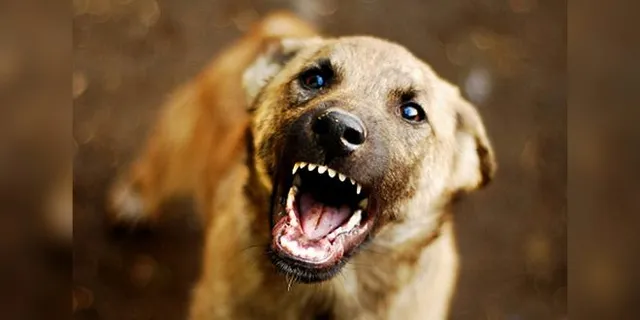 ପାଗଳା କୁକୁର କାମୁଡ଼ାରେ ୫ ଆହତ, ବୃଦ୍ଧ ଗୁରୁତର