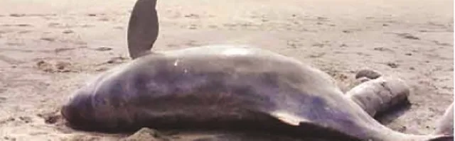 ପେଣ୍ଠ ବେଳାଭୂମିରୁ ୩ ମୃତ ଡଲ୍‌ଫିନ ଉଦ୍ଧାର, ଟ୍ରଲର ମାଡ଼ରେ ମୃତ୍ୟୁ ସନ୍ଦେହ