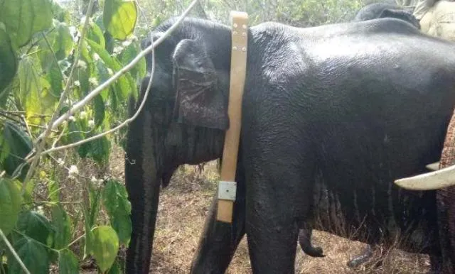 ଦୁର୍ଦ୍ଦାନ୍ତ ହାତୀଙ୍କ ଗତିବିଧି ଉପରେ ନଜର ରଖିବା ଲାଗି ହାତୀଙ୍କ ବେକରେ ଲାଗିବ ରେଡିଓ କଲାର