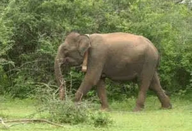 ଘରେ ଖାଉଥିବା ଲୋକକୁ ଉଠାଇ ଆଣି ମାରିପକାଇଲା ହାତୀ