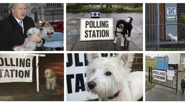 ଇଂଲଣ୍ଡର ଭୋଟ୍‌ ଗ୍ରହଣ କେନ୍ଦ୍ର ସାମ୍ନାରେ ବିଭିନ୍ନ ପ୍ରଜାତିର କୁକୁରଙ୍କ ଧାଡ଼ି