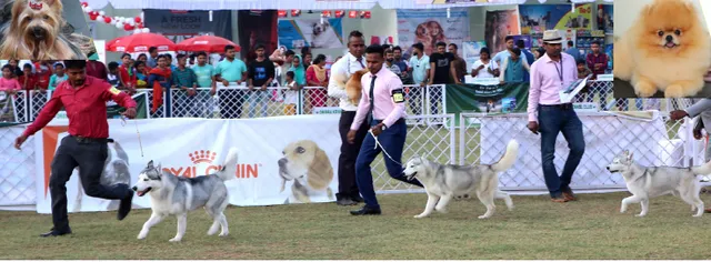 ସରିଲା ଜାତୀୟ କୁକୁର ପ୍ରଦର୍ଶନୀ: ବାଜି ଜିତିଲେ ଜାମ୍ପି, ଜାଇଲା