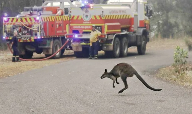 ରାସ୍ତା ଉପରକୁ ଚାଲିଆସୁଛନ୍ତି ବହୁ ସଂଖ୍ୟାରେ କଙ୍ଗାରୁ, କାହିଁକି ଜାଣନ୍ତୁ