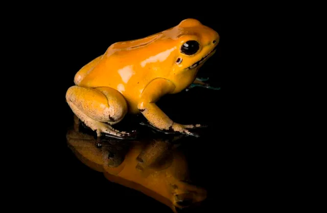 ମାରାତ୍ମକ ସୁବର୍ଣ୍ଣ ବେଙ୍ଗ, ଏହାର ବିଷ ତିନି ମିନିଟ୍‌ରେ ନେଇଯିବ ଦଶ ଜଣ ବୟସ୍କ ମଣିଷଙ୍କ ପ୍ରାଣ