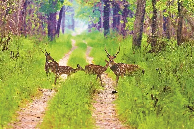 ଉପକଣ୍ଠରେ ହେବ ଜଙ୍ଗଲ ସଫାରି : ଚନ୍ଦକା ଅଭୟାରଣ୍ୟ ଓ ଭରତପୁର ସଂରକ୍ଷଣ ଜଙ୍ଗଲକୁ ମିଶାଇ ହେବ ସଫାରି