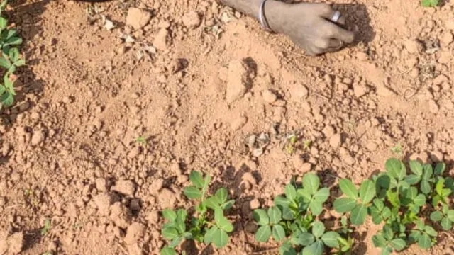 ଚିନାବାଦାମ କିଆରୀରୁ ଉଦ୍ଧାର ହେଲା ନାବାଳକର ମୃତଦେହ