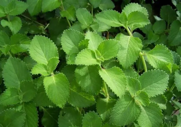 ବଗିଚାରେ ଲଗାନ୍ତୁ ଜୁଆଣି ଗଛ, ପାଖ ମାଡ଼ିବ ନାହିଁ ସର୍ଦ୍ଦି ଓ ଜ୍ୱର