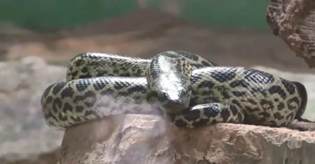 ନନ୍ଦନକାନନରେ ଆନାକୋଣ୍ଡା ସୁରକ୍ଷିତ: ବିଶେଷଜ୍ଞ