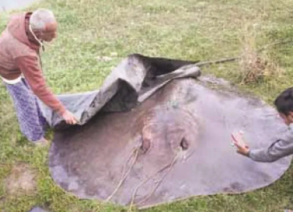 ନିଆଳି : ଜାଲରେ ପଡ଼ିଲା ୩ କ୍ୱିଣ୍ଟାଲ୍‌ର ଶାଙ୍କୁଚ