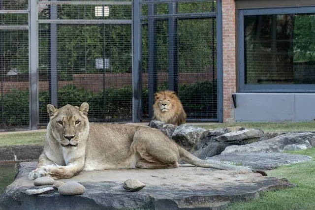 ବିଶ୍ୱବିଦ୍ୟାଳୟ ପରିସରରେ ରହୁଛନ୍ତି ଜୀବନ୍ତ ସି˚ହ