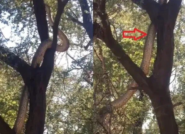 କର୍ଣ୍ଣାଟକ ଜଙ୍ଗଲରେ ନଜର ଆସିଲା ବିଶାଳକାୟ ସାପ, ଲୋମଟାଙ୍କୁରା ଭିଡିଓ ସେୟାର କଲେ ବନବିଭାଗ ଅଧିକାରୀ