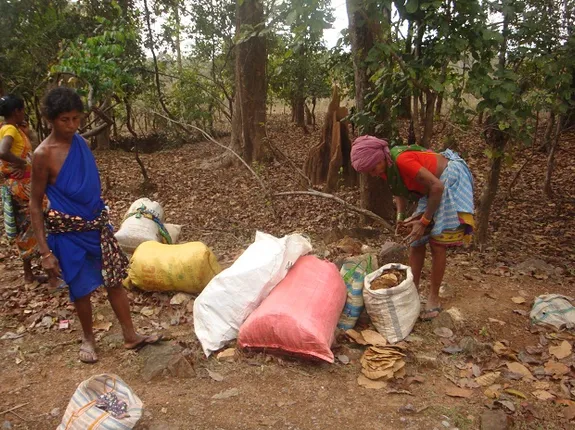 ଆଦିବାସୀଙ୍କୁ ଜଙ୍ଗଲ ଜମିପଟ୍ଟା ବଣ୍ଟନ ଏମିତି: ପଟ୍ଟା ଦେଲେ, ଜମି ଚିହ୍ନଟ କଲେନି