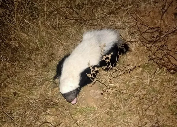 ଯାଁଳାରୁ ବିରଳ ଧଳା ଭାଲୁ ଛୁଆ ଉଦ୍ଧାର