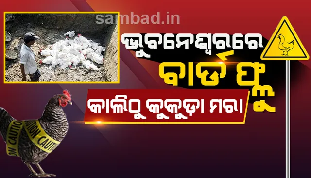 ଭୁବନେଶ୍ୱରରେ ବାର୍ଡ ଫ୍ଲୁ ! ଆସନ୍ତାକାଲିଠାରୁ କୁକୁଡ଼ା ମରା ଅଭିଯାନ ଆରମ୍ଭ ହେବ