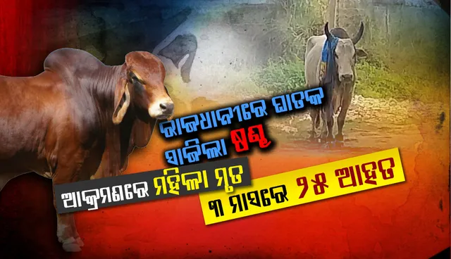 ରାଜଧାନୀରେ ଘାତକ ସାଜିଲା ଷଣ୍ଢ : ଆକ୍ରମଣରେ ମହିଳା ମୃତ, ୪ଆହତ; ତିନିମାସରେ ଆହତ ହେଲେଣି୨୫ ଜଣ