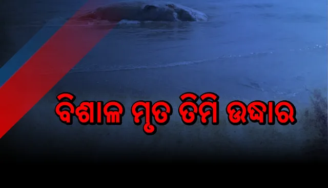 ସମୁଦ୍ର ମୁହାଣରୁ ବିଶାଳକାୟ ‘ତିମି’ର ମୃତଦେହ ଉଦ୍ଧାର