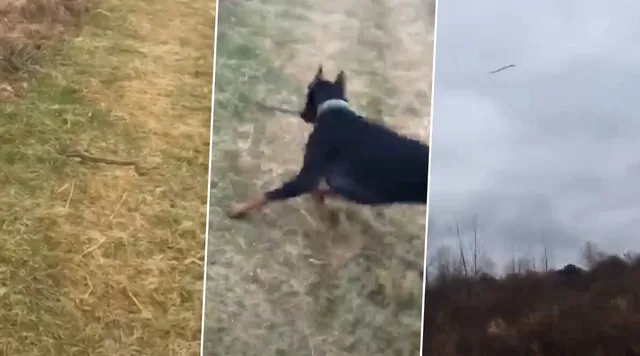 ଜମିରେ ସାପ ସହିତ ଲଢ଼ି ମାଲିକର ଜୀବନ ବଞ୍ଚାଇଲା କୁକୁର