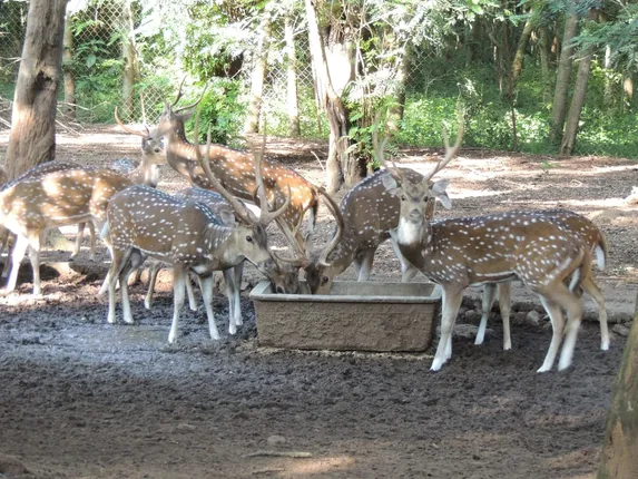 ଲଖାରୀ ଅଭୟାରଣ୍ୟକୁ ସ୍ଥାନାନ୍ତର ହେବ ବ୍ରହ୍ମପୁର ବିଶ୍ୱବିଦ୍ୟାଳୟର ହରିଣ ପାର୍କ