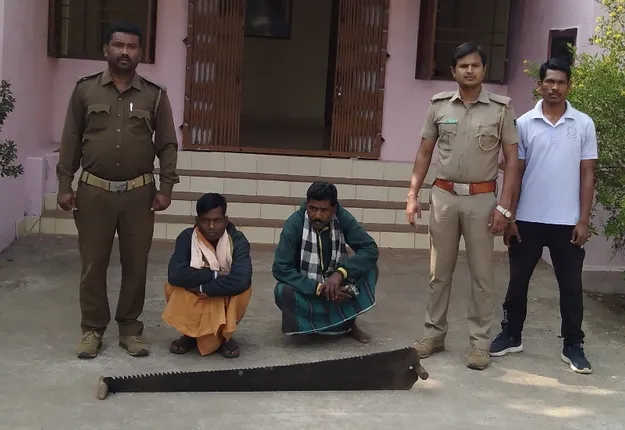 କୋଇଲାରି ଜଙ୍ଗଲରୁ ୩ ଶାଳ ଗଣ୍ଡି କାଟି ନେଉଥିବା ସମୟରେ ୨ ଗିରଫ