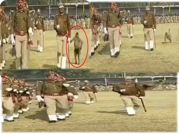 ଦେଖନ୍ତୁ ପଡ଼ିଆରେ ପରେଡ୍‌ ଚାଲିଥିବା ବେଳେ କିଭଳି ପୁଲିସ କର୍ମଚାରୀଙ୍କ ପଛ ପଟୁ ଧକ୍କା ଦେଉଛି ହନୁମାଙ୍କଡ଼