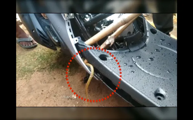 ସ୍କୁଟିରୁ ବାହାରିଲା ନାଗସାପ, ଗ୍ରାହକ-ସୋ’ରୁମ ମାଲିକ ଭୟଭୀତ