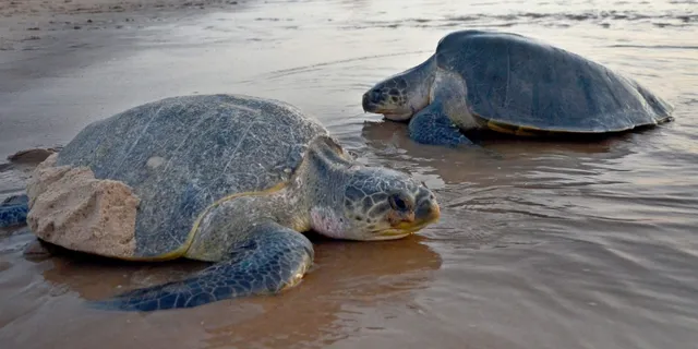 ଶତାଧିକ ଅଲିଭ୍‌ରିଡ୍‌ଲେଙ୍କୁ ସମୁଦ୍ର ଭିତରେ ଗର୍ଭସ୍ଥ ଅବସ୍ଥାରେ ମାରିଦେଲେ, ମତ୍ସ୍ୟଜୀବୀଙ୍କୁ ଦୋଷ ଦେଲେ ଡିଏଫ୍‌ଓ