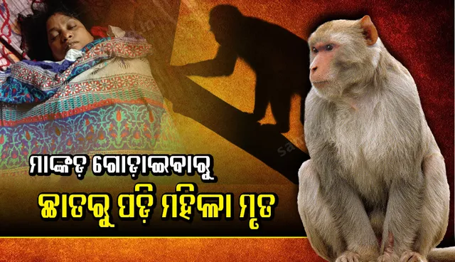 ମାଙ୍କଡ଼ ଆକ୍ରମଣରୁ ରକ୍ଷା ପାଇବାକୁ ଦୌଡ଼ି ପଳାଇ ଆସୁଥିବା ବେଳେ ଛାତରୁ ଖସିପଡ଼ିଲେ ମହିଳା, ଡାକ୍ତରଖାନାରେ ମୃତ୍ୟୁ